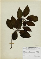 藏品(牛乳榕)的圖片